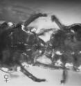 This is a top view of a mating pair of the extinct mite <i>Glaesacarus rhombeus</i>, preserved in amber.