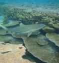 This is a blacktip reef shark.