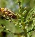 The tamarisk leaf beetle, <I>Diorhabda carinulata</I>, from Asia, has been introduced as a way to control the invasive tamarisk.