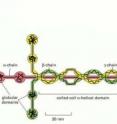 Laminin is famous for being shaped like a cross but it should be valued for its role in preventing cancer development.