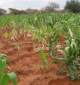 This is an experimental maize field managed by CIMMYT in Kiboko, Kenya.