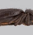 A photographic illustration of a lateral view of a new species of a rugged, and hairy, darkling beetle, <I>Stenomorpha roosevelti</I>. The new species of beetle, covered in thick dark hair with golden setal pads on tarsal segments of legs, was discovered in the protected area of Cuatro Ciénegas, a biodiversity-rich oasis in Coahuila, Mexico. It was discovered and named by Aaron Smith, a postdoctoral research associate at ASU; Kelly Miller, an assistant professor and curator of arthropods for the Museum of Southwestern Biology at the University of New Mexico; and Quentin Wheeler, a professor and founding director of the International Institute for Species Exploration at Arizona State University.