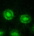 When food is scarce, <I>Myxococcus xanthus</I> bacteria stream together by the thousands to form aggregate mounds.