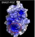 A high-resolution 3D structure of SNX27 PDZ domain bound to GIRK C-terminal tail. Surface rendering of the electrostatic potential (blue corresponds to positive charges) of SNX27 PDZ and the six-amino acid-“zip code” it recognizes. The red circle shows the newly identified 2nd site pocket and negatively charged GIRK3 residue.