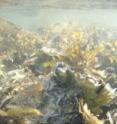 This is the Pacific oyster (<i>Crassostrea gigas</i>) in shallow water.