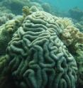 A new "stress test" model developed by the Wildlife Conservation Society identifies the most diverse and hardy coral reefs in the western Indian Ocean as priorities for conservation and management. This "high priority" reef is located in the coastal area of south Tanzania.