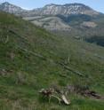 This is a partial elk carcass along the Northern Range in Yellowstone National Park.