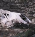 Miller and colleagues found many elk carcasses during their Yellowstone field research.