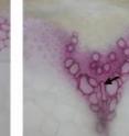 The amount of lignin (stained pink) in the stems of mutants that lack both LACCASE4 and 17 (right) is much lower than in normal plants (left). Fiber cells (red arrow), which have a supportive role, are dramatically hypolignified (no staining), while vascular cells (black arrow) have an irregular shape or are collapsed.