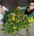 Roberto Lopez and Ariana Torres developed production protocols for <i>Tecoma stans</i>, a tropical flowering shrub.
