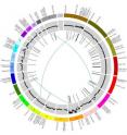 The above Circos plot is a visual representation of the genomic disruptions in one of the breast cancers studied.