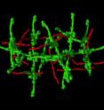 M1 joints (red) and fibrinogen struts (green) form a scaffold. Dense assemblies trigger a pathological response that can lead to toxic shock. Higher resolution image and an additional version with white background available here: <a href="http://physicalsciences.ucsd.edu/press/">http://physicalsciences.ucsd.edu/press/</a>.