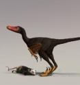 This is the dinosaur Bambiraptor in a turkey vulture's colors.