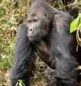 The Grauer's gorilla is the world’s largest gorilla (silverbacks such as this one can grow up to 500 pounds in weight) as well as the least known due to the insecurity of its range in the eastern Democratic Republic of Congo.