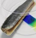 The sensor film changes color, from yellow to blue. Proof positive that this fish is spoiled.