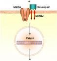 Newly discovered neurochemical cascade promoting stress-induced anxiety. Neuropsin interacts with cell membrane proteins NMDA and EphB2 to induce expression of the Fkbp5 gene.