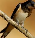 Bird populations fell as the levels of radiation in peripheral zones of Chernobyl (Ukraine) rose.