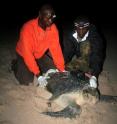 Wildlife Conservation Society researchers Edgard Pemo-Makaya (left) and Junior Makanga-Bahouna helped fit 18 olive ridley sea turtles with satellite transmitters in order to follow the ocean-going reptiles to and from their nesting beaches in Gabon.