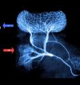 A single "giant", non-spiking, GABAergic interneuron (right, labelled by intracellular injection of fluorescent dye) forms an all-to-all negative feedback loop with a population of about 50,000 Kenyon cells, principal neurons of the mushroom bodies, a structure involved in olfactory memory in the insect brain. This normalizing feedback loop serves to ensure relatively constant sparseness of mushroom body output across varying input strengths. Sparseness is an important feature of sensory representations in areas involved in memory formation.