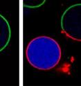 A new technique that constructs models of primitive cells has demonstrated that the structure of a cell's membrane and cytoplasm may be as important to cell division as a cell's enzymes, DNA, or RNA. The study, which will be published in the <i>Journal of the American Chemical Society, </i>may provide important clues to how life originated from non-life and how modern cells came to exhibit complex behaviors.This image shows the asymmetric division of a primitive model cell composed of a lipid  membrane that encapsulates a polymer solution. Two coexisting lipid-membrane phase domains are labeled red and green, and a protein that concentrates into the dextran-rich aqueous-phase domain is labeled in blue. After the division, one of the daughter cells inherits only red membrane and encapsulates the dextran-rich aqueous phase along with most of the protein molecules. The other daughter inherits both red and green membrane encapsulating the PEG-rich aqueous phase.