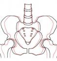 In this drawing, a 20-year-old's pelvis is represented in pink,
and a 79-year-old's pelvis in black. The difference between the two is
approximately one inch in width. Image created by Laurence Dahners, M.D.