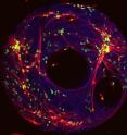 A fluorescent image of the neural network model developed at Pitt reveals the interconnection (red) between individual brain cells (blue). Adhesive proteins (green) allow the network to be constructed on silicon discs for experimentation.