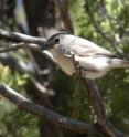 Grey vireos (<i>Vireo vicinior</i>) cope with noise by singing longer songs with higher maximum frequencies than their counterparts at quiet sites. In contrast, Plumbeous vireos (<i>Vireo plumbeus</i>) in the same noisy areas sing shorter songs with higher minimum frequencies.