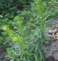 Everyone has seen <I>Conyza canadensis</I>, also known as mare's tail, or horseweed (top), growing through cracked concrete, in a vacant lot or on a freeway shoulder. In the fall it produces tiny dandelion-like puffs of seeds, setting roughly 200,000 seeds per plant