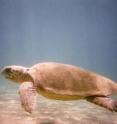 This is a loggerhead turtle.