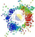 Researchers developed this wreath-like graph to visualize all the genes being expressed by the cyanobacterium <I>Cyanothece</I> over a 24-hour period. The graphic revealed the complex genetic network that enables <I>Cyanothece</I> to switch its cell between photosynthesis and nitrogen fixation as the day turns to night.