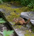 Eastern chipmunks (<I>Tamias striatus</I>) are common predators of songbird nests eating the eggs, nestlings and even fledgling young.