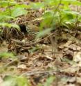 Ovenbirds (<I>Seiurus aurocapilla</I>) build dome-shaped nests directly on the ground making them susceptible to ground-foraging rodents.