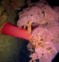 California Academy of Sciences biologist Gary Williams discovered this new species of soft coral while diving off the coast of Luzon Island in the Philippines during the museum's 2011 Philippine Biodviersity Expedition. The tree-like soft coral reaches heights of up to half a meter and extends all of its polyps at night to feed on plankton.