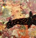 California Academy of Sciences biologist Dr. Terry Gosliner discovered this new species of nudibranch during the museum's 2011 Philippine Biodiversity Expedition. This brightly colored mollusk doesn’t need a shell for protection -- instead it produces powerful toxins to keep potential predators at bay.