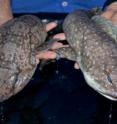 These swell sharks, which likely represent a new species, were collected during the deep sea portion of the California Academy of Sciences' 2011 Philippine Biodiversity Expedition from a depth of about 2,000 feet. Academy scientist Dr. John McCosker is currently conducting the necessary analysis to confirm the new species designation.