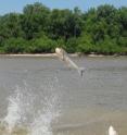 This is an Asian carp.