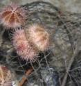 These are sea urchins.