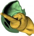 Both parts of the weevil’s hip joint fit like screw and nut. This increases the mobility of the leg.