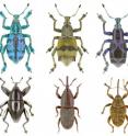 Weevils are widely distributed and rich in species. The different, partly exquisitely colored species all have a thorn-shaped extension of their head.