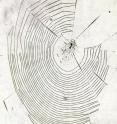 This web was woven by a 17-day-old spider, showing regular patterns.