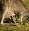 This is an eastern gray kangaroo and joey.