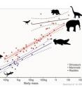 The y-axis is an index of the amount of blood flow through the foramen in relation to the body size of mammals (red), reptiles (blue) and dinosaurs (orange-red).