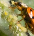 Ladybeetles thrive in more diverse landscapes; they suppress pests and reduce insecticide use.