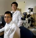 Purdue associate professor of biological sciences Zhao-Qing Luo, foreground, and graduate student Yunhao Tan identified a new way in which bacteria modify healthy cells during infection. Shown on the computer screen are cells infected with a mutant strain of the bacteria <i>Legionella pneumophila </i>used in their research.