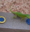 Puerto Rican anoles, <I>Anolis evermanni</I>, were tested on a food-finding apparatus normally used on birds. The lizards showed they could solve a novel problem, remember solutions and "unlearn" incorrect approaches.
