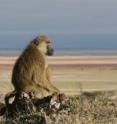 An adult male peacefully rests on a rock early in the morning.