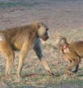 An adult male mate-guarding a fertile female (note the sexual swelling) during a sexual consortship. Successful mate guarding allows the male to maintain exclusive access and to obtain any fertilizations. This involves the male following the female closely, being vigilant and fighting off any males that might disrupt the consortship.