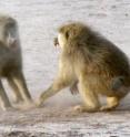 Two adult male baboons fighting at very close range. The one on the left is giving a threat by staring and raising his eyebrows, perhaps also slapping the ground; the one on the right exhibits a classic fear grimace, perhaps accompanied by a scream. Such a grimace also bares the male's teeth, reinforcing the reality that even a lower-ranking male can inflict debilitating, potentially lethal damage in a contact fight. Each male seems to be both lunging and pulling back from an attack, exhibiting the common ambivalence about actually engaging in physical combat that has the potential to lead to puncture wounds.