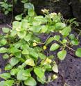 <i>Oxalis simplicifolia</i> growing on cliff, Ua Huka, Marquesas Islands, shows distinctive simple leaves, flowers and fruits.