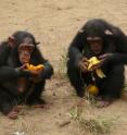 Young chimpanzees eat their "spoils" after a feeding. Even jointly gained resources are rarely shared by chimpanzees.